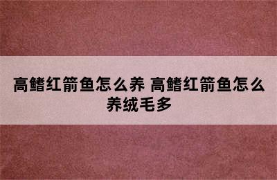 高鳍红箭鱼怎么养 高鳍红箭鱼怎么养绒毛多